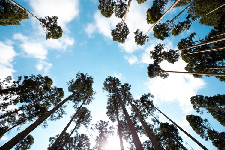 森林ツアー Vol.8