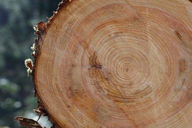 スギ材が住宅にもたらす良い影響