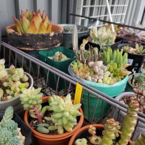 多肉植物の紅葉