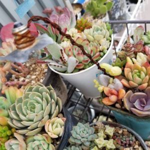 多肉植物の紅葉