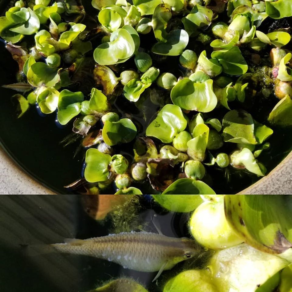 日本で一番小さな淡水魚