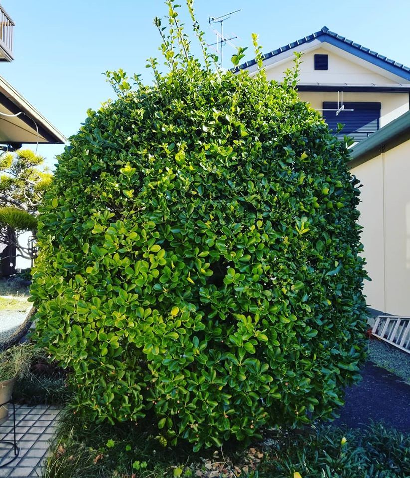 立派なシンボルツリー