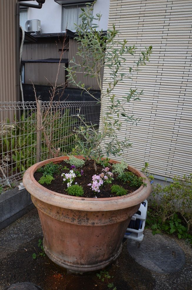 春の寄せ植えづくり