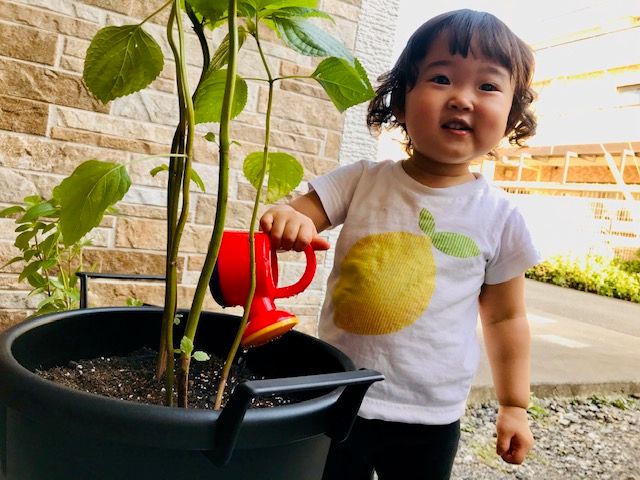 かんたんプチ家庭菜園♪