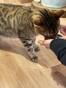 ねこふく看板猫のベルくん