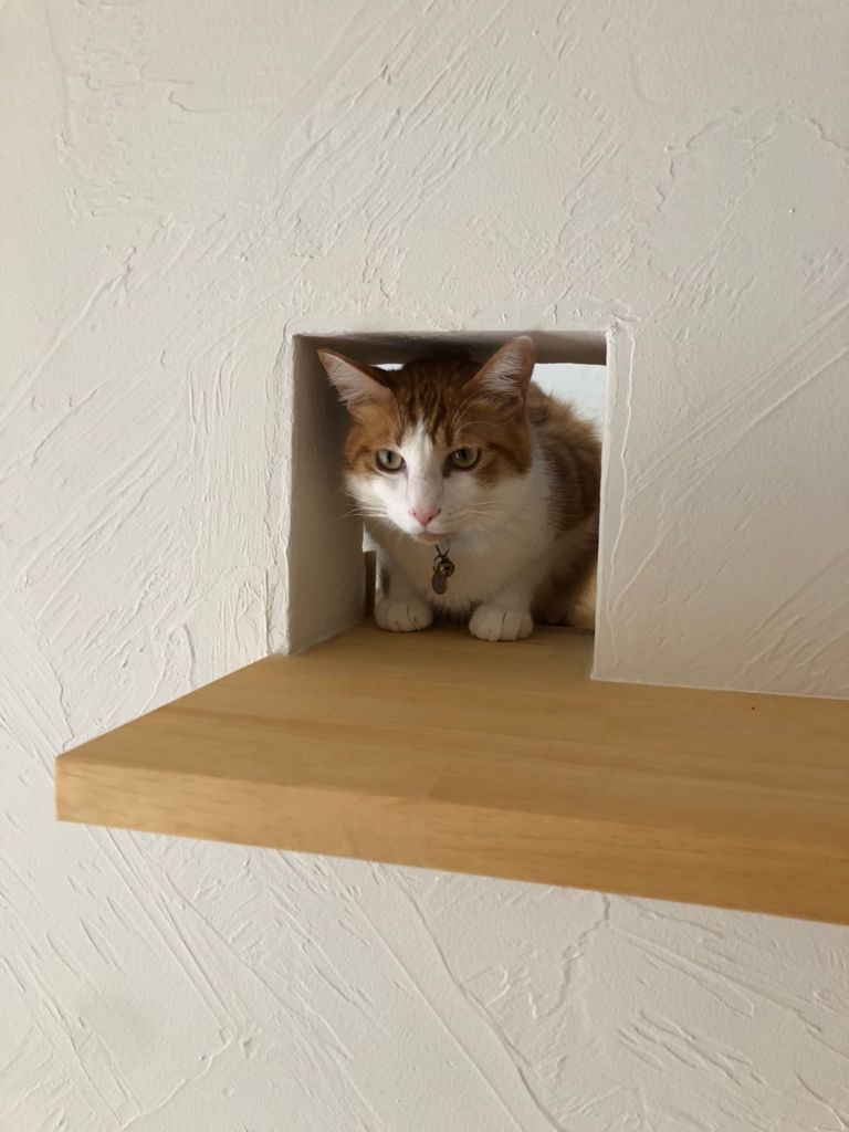 ペットを飼っていても無垢材リフォームは大丈夫？事前の注意点を解説します！