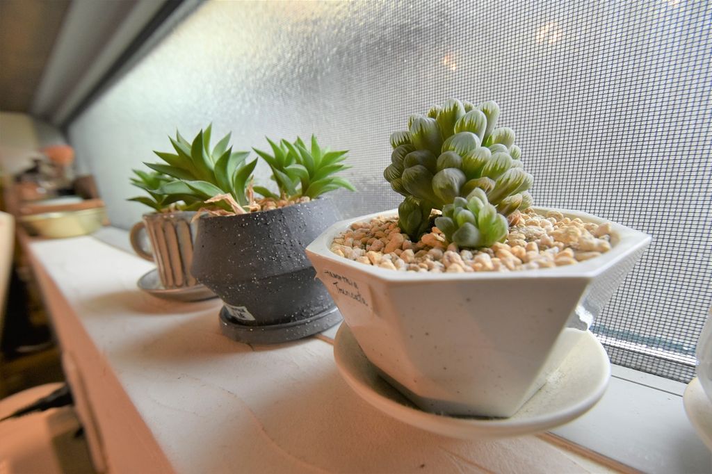 【取材レポートPart.2】植物のある暮らし 〜多肉栽培のポイント〜