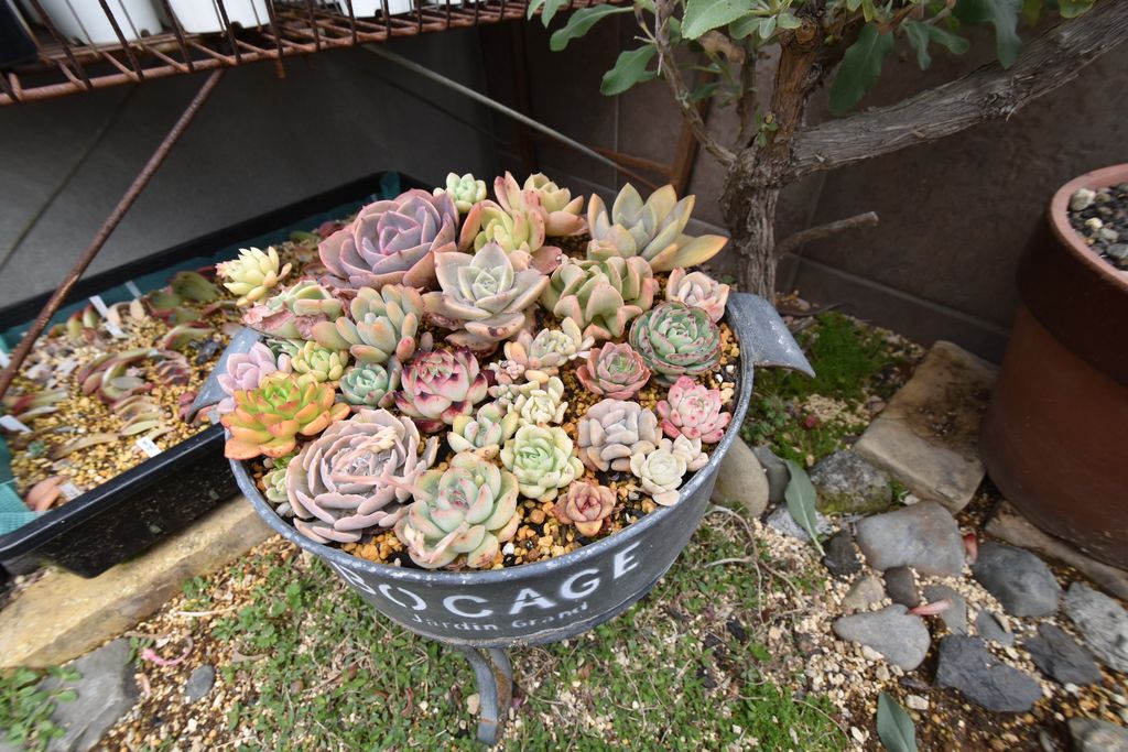 【取材レポートPart.1】植物のある暮らし 〜多肉植物とは？〜