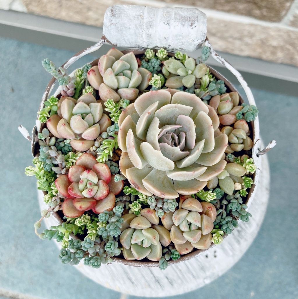 【取材レポートPart.4】 植物のある暮らし 〜おすすめの多肉ショップ〜