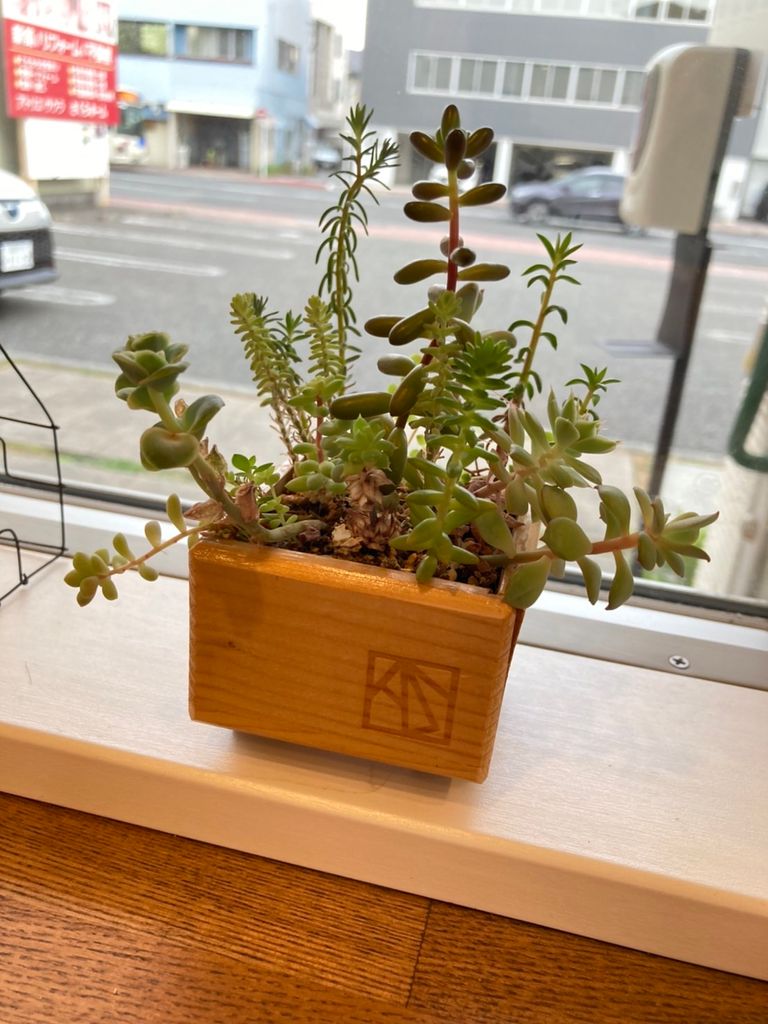 【取材レポートPart.3】 植物のある暮らし 〜多肉の寄せ植え〜