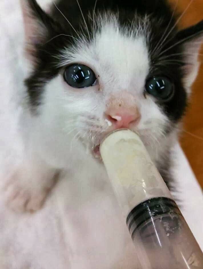 アトリエファミリー紹介｜あなたの家族を紹介してください｜MIX猫・左車（さぐるま）