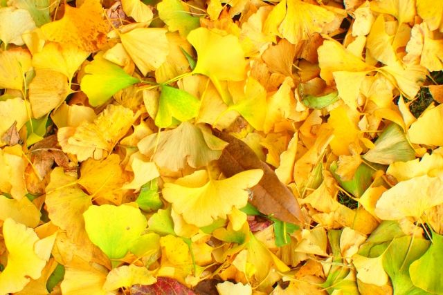 2024.11月｜暮らしのイベントスケジュール