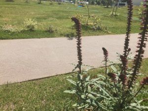 自遊の森｜庭のあるくらし施工事例｜静岡｜注文住宅｜アトリエサクラ