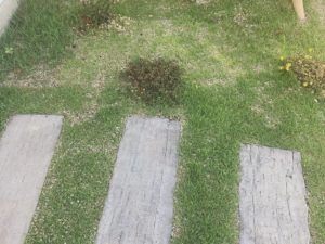 自遊の森｜庭のあるくらし施工事例｜静岡｜注文住宅｜アトリエサクラ